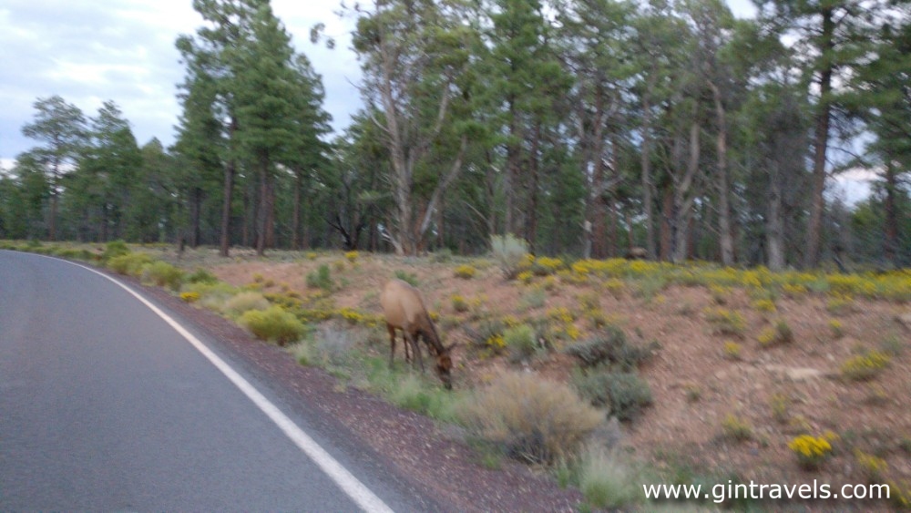 Deers by the road