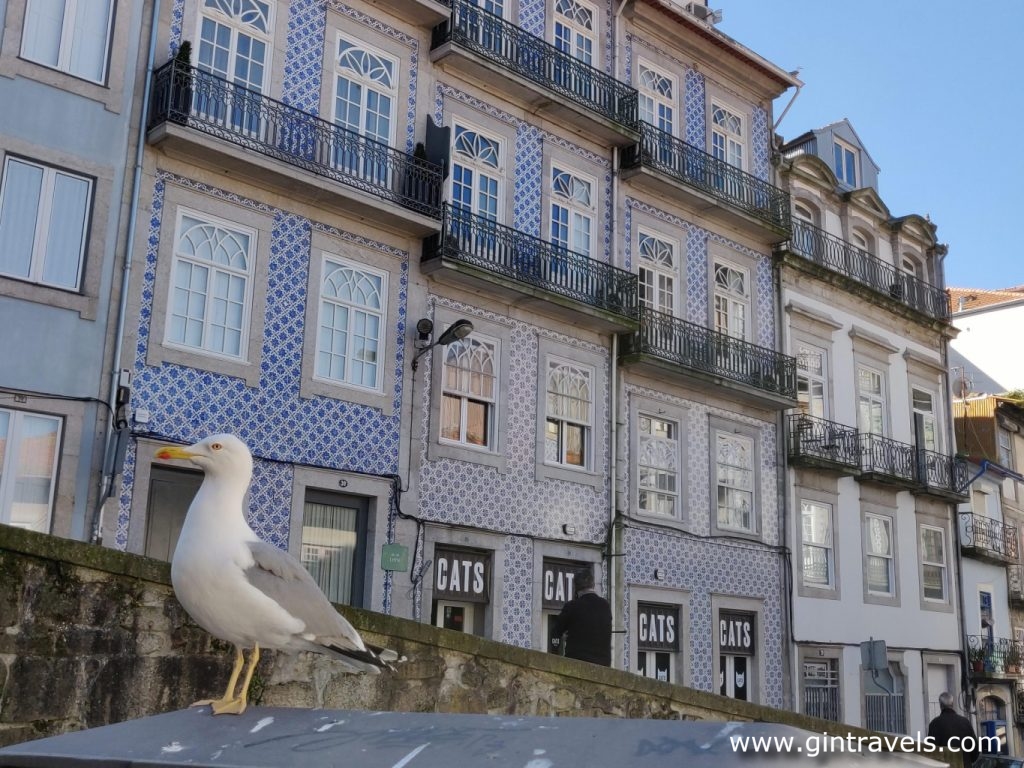Seagull in Porto